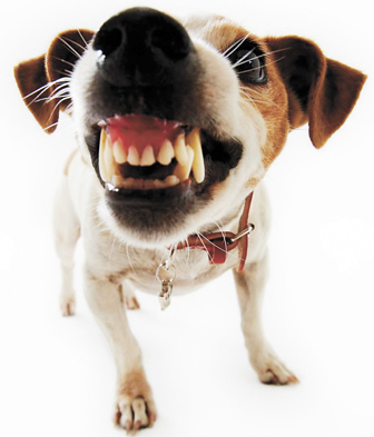dog